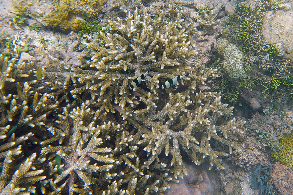 Blacktail Damselfish