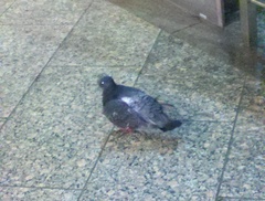Columba livia