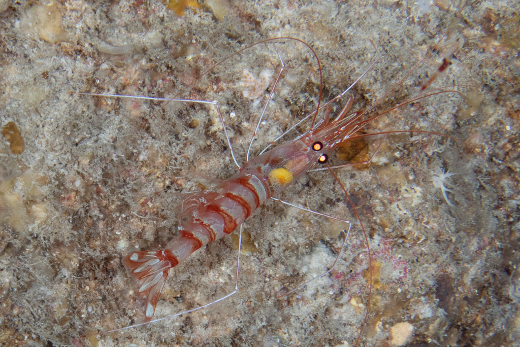 Parhippolyte misticia