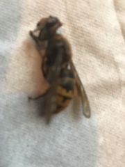 Vespa crabro germana