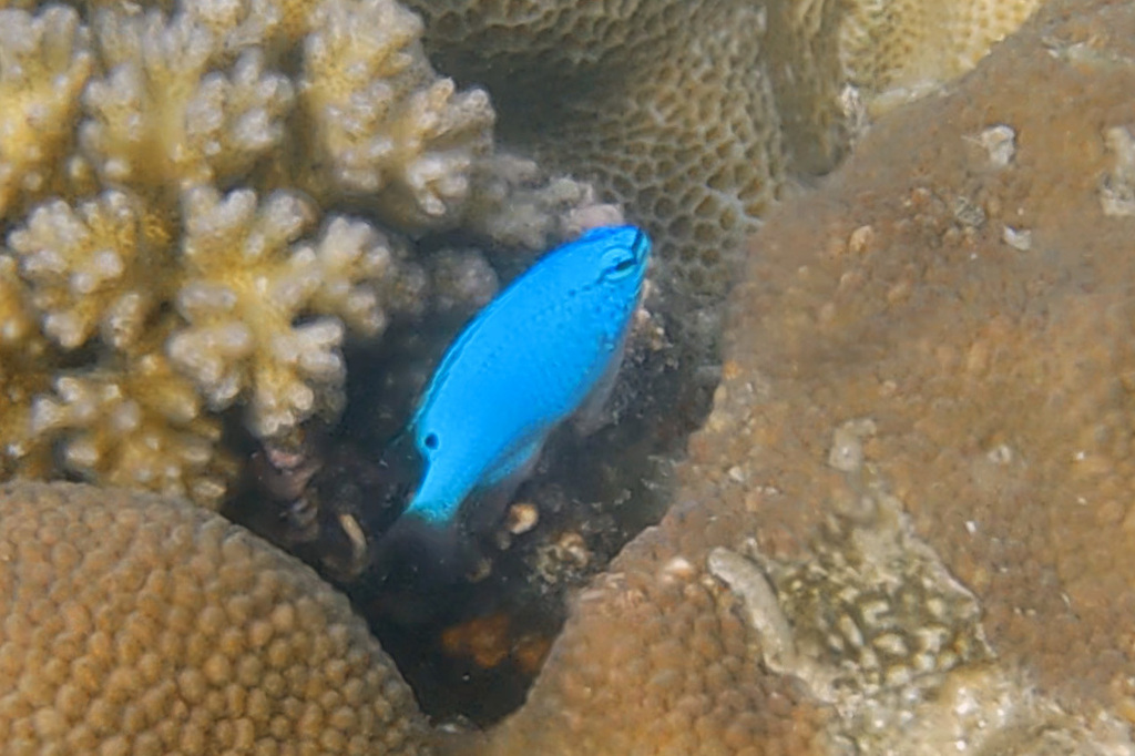 Blue Damsel-fish