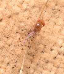 Drosophila guttifera