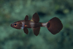 Pseudamia zonata