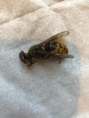 Vespa crabro germana