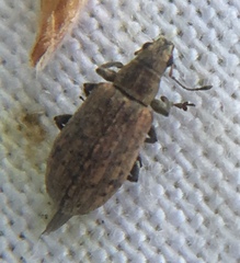 Polydrusus cervinus