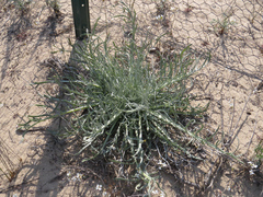 Cirsium pitcheri