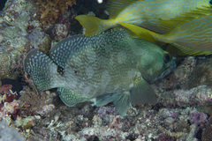 Epinephelus ongus