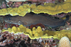 Brotula multibarbata