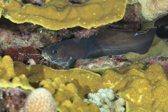 Brotula multibarbata