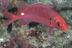 Sargocentron violaceum