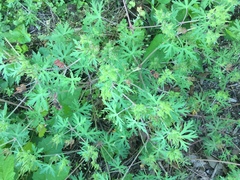 Geranium carolinianum carolinianum