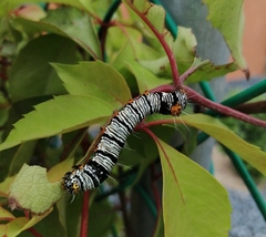 Androloma disparata