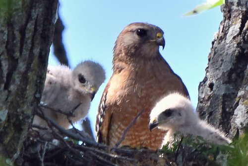 Red-shouldered Hawk, photo 6 of 10