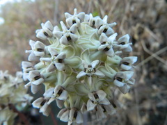 Asclepias glaucescens