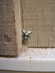 Lacinipolia explicata