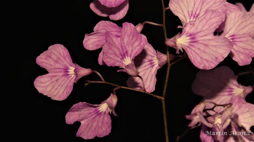 Delicate Violet Orchid