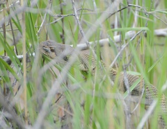 Crotalus oreganus