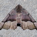 Honest Pero Moth - Photo (c) Susan Elliott, some rights reserved (CC BY-NC), uploaded by Susan Elliott