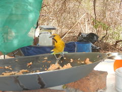 Icterus pustulatus graysonii