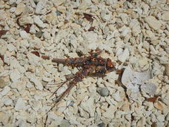 Panulirus inflatus