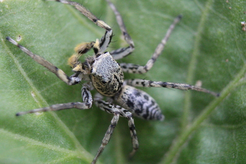 Dimorphic Jumping Spider
