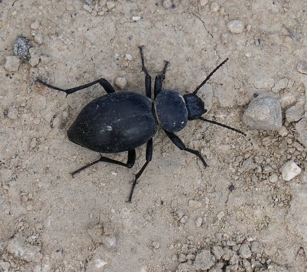 Tentyria peiroleri