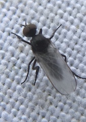 Empis