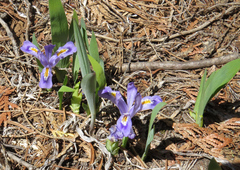 Iris lacustris