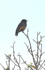 Chelidoptera tenebrosa