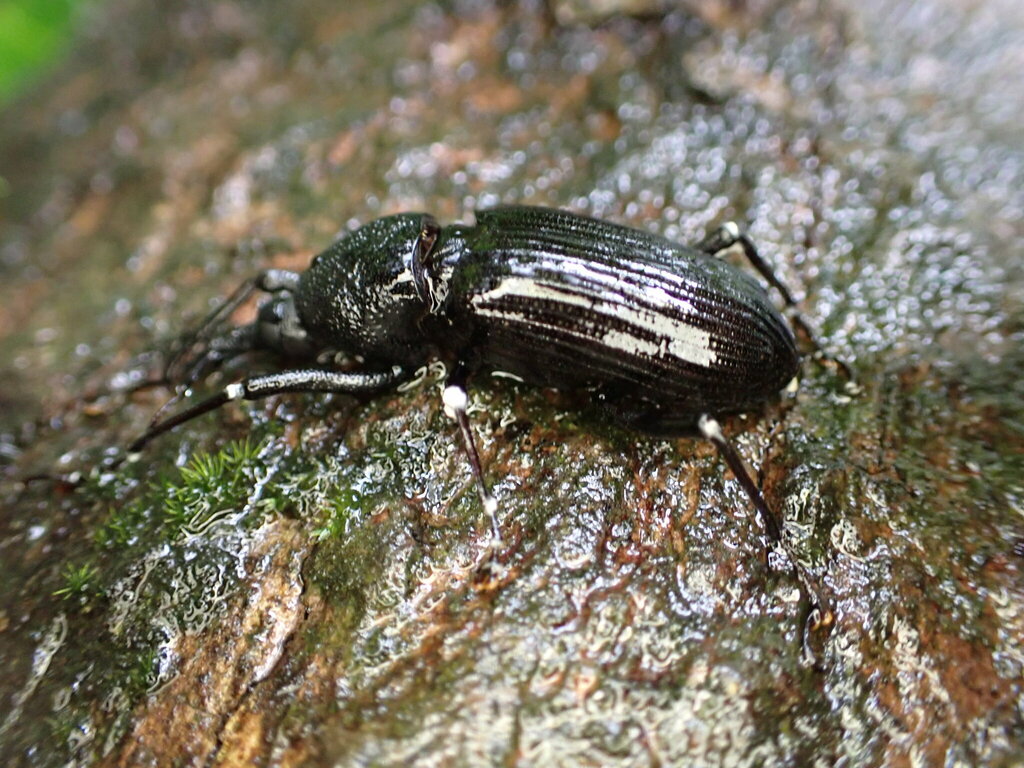 African Bearded Weevil