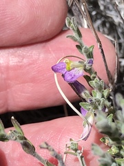 Hebecarpa macradenia