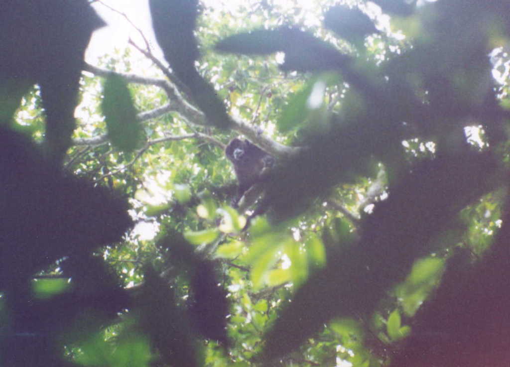 Mexican Howler
