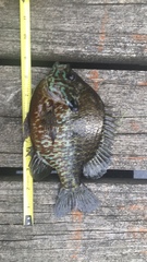 Lepomis gibbosus × macrochirus