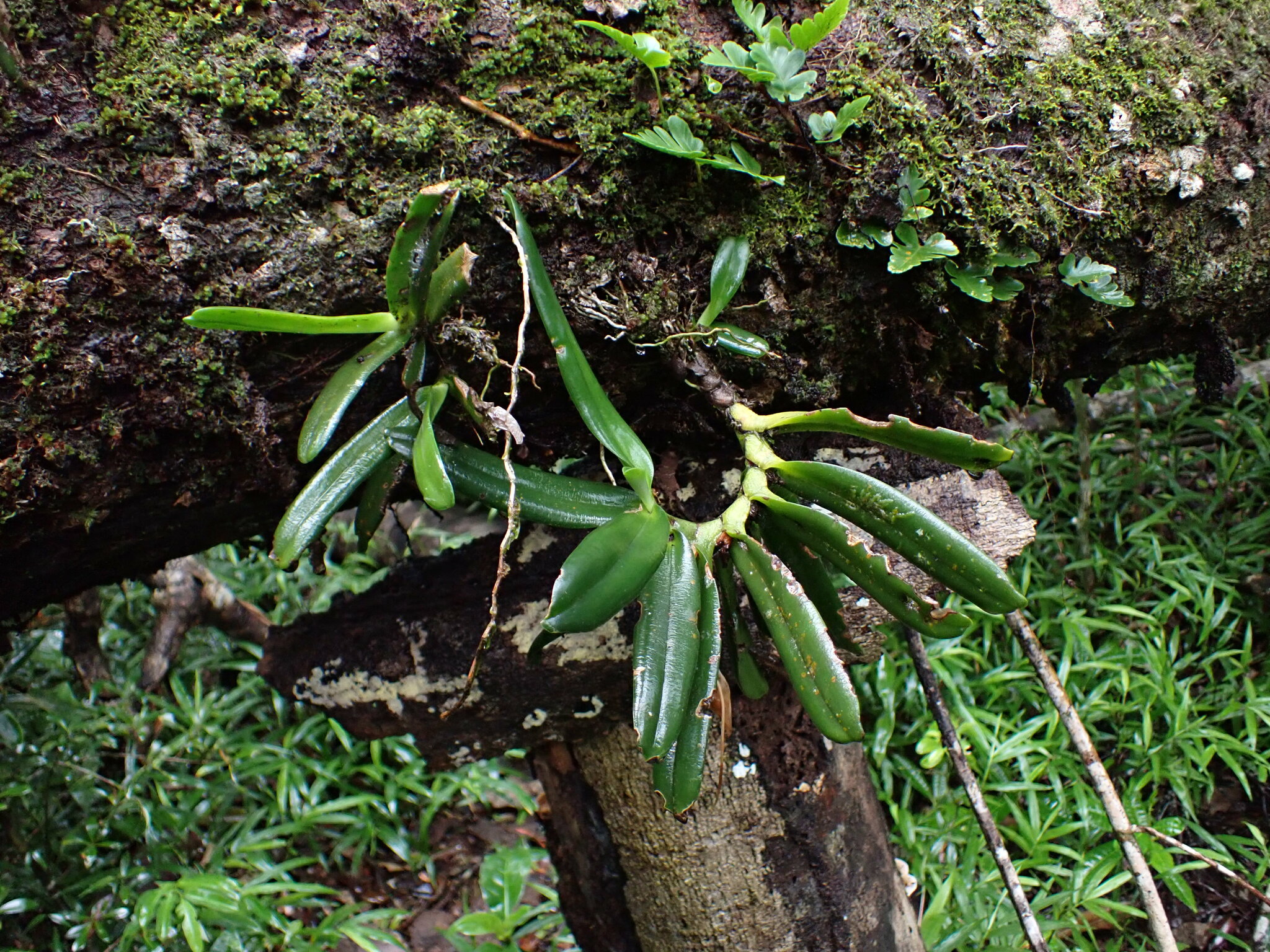 Angraecum equitans Schlechter
