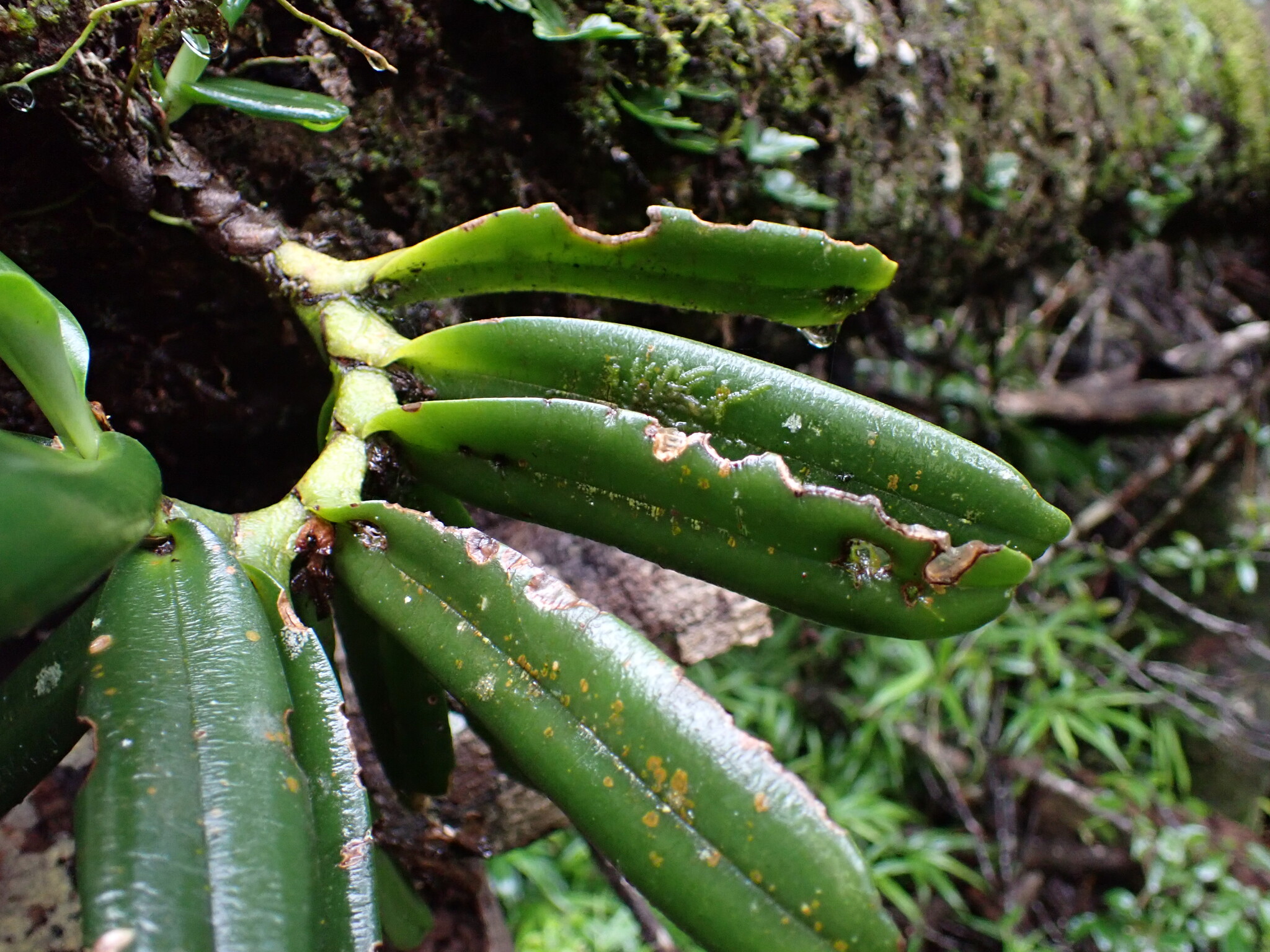 Angraecum equitans Schlechter 2