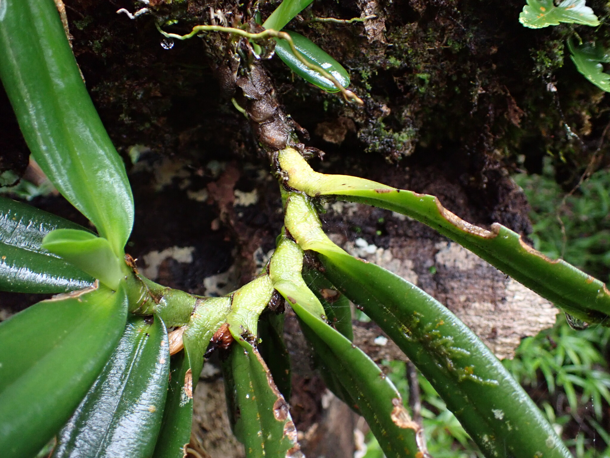 Angraecum equitans Schlechter 3