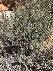 Hebecarpa macradenia