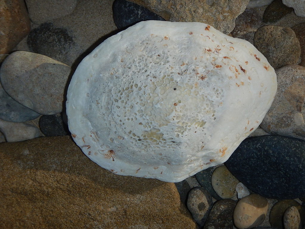 giant Mexican limpet