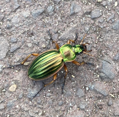 Golden Ground Beetle, photo 3 of 10