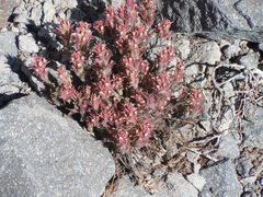 Castilleja nana
