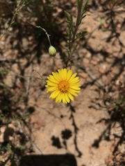 Pentachaeta aurea aurea