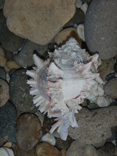 Phyllonotus regius