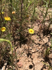 Pentachaeta aurea aurea