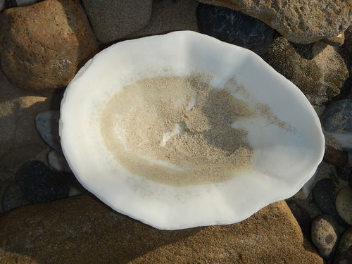 Scutellastra mexicana