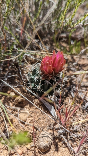 Image of Sclerocactus spinosior by (c) Andrew Dudley, some rights reserved (CC BY)