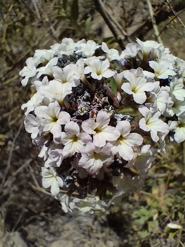 Heliotropium arborescens