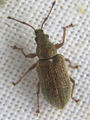 Phyllobius pyri