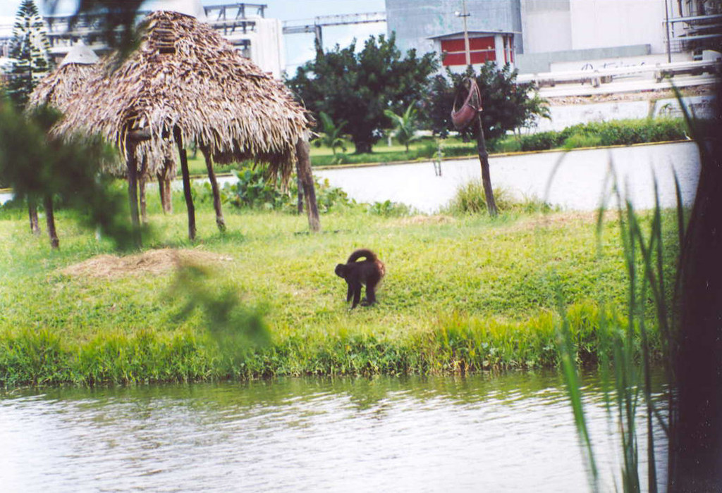 Mexican Spider Monkey