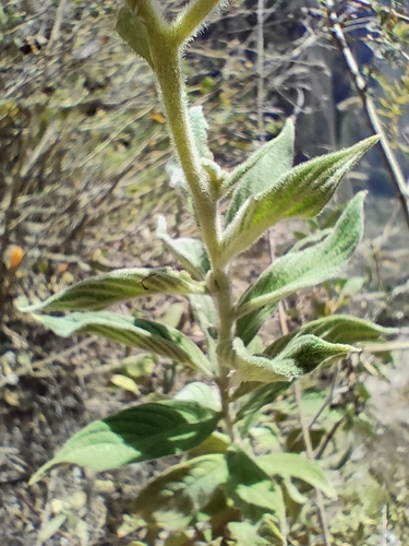Image of Heliotropium arborescens by (c) Lorenzo Giordani, some rights reserved (CC BY)