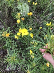 Calylophus